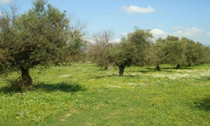 biologiki georgia